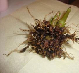 Проблемы с листьями бальзамина: почему они опадают и что еще может с ними случиться?