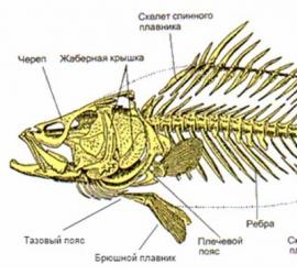 Многообразие и хозяйственное значение рыб